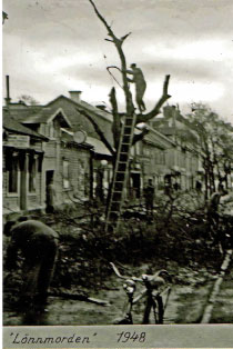 Lönnarna sågas ned på Hamngatan i Vaxholm